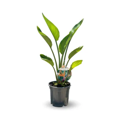 Image de Strelitzia reginae - oiseau de paradis - plante méditerranéenne - ↕ 80-90 cm - ⌀ 18 cm - plante d'extérieur