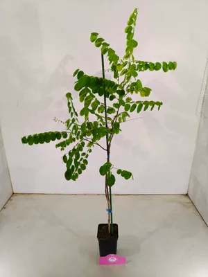 Produktbild von Set mit 2 Robinia pseudoacacia, weiße Akazie – Höhe 80-100cm, 9cm Topf