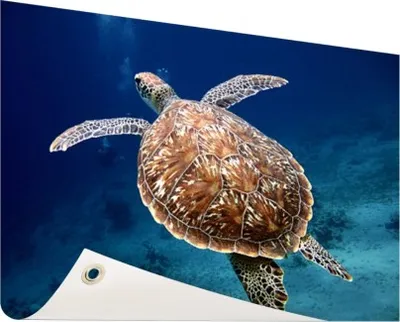 Produktbild von Gartenposter - 120x80 cm - Meeresschildkröte Fotodruck  - Modernes Wandbilder - Wilde Tierposter