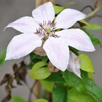 Immagine prodotto di Clematis Nelly Moser - Clematide bicolore - ↨65 cm - Ø15 cm