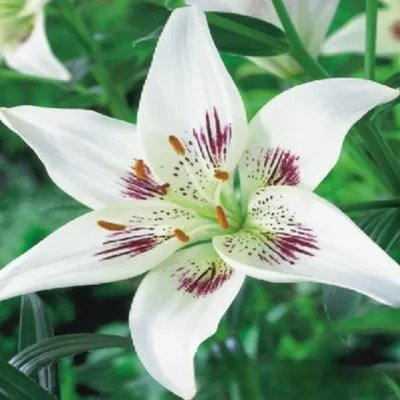 Produktbild von Lilien Zwiebeln Blumen Zweifarbige Asiatische Lilie Centerfold 1 St.