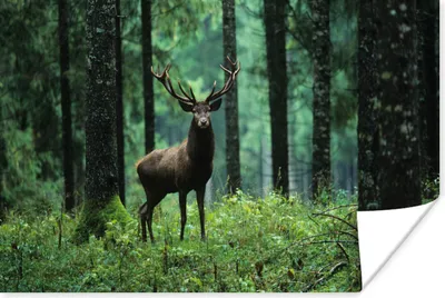 Produktbild von MuchoWow® Poster Hirsche - Wald - Bäume - Tiere - Natur 30x20 cm - Plakate - Print