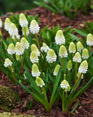 Zdjęcie produktu dla Muscari - Szafirek Alaska 10 szt. Szafirki Cebulki Cebule Szafirków