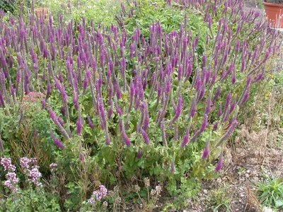 Produktbild von Teucrium hyrcanicum, Gamander, ca. 9x9 cm Topf, aromatisch
