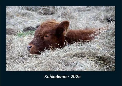 Produktbild von Kuhkalender 2025 Fotokalender DIN A4