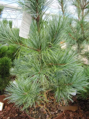 Produktbild von Pinus koraiensis Glauca - Blaue Korea-Kiefer - 40-60cm
