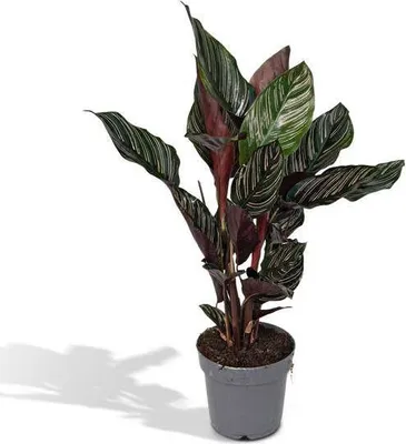 Produktbild von Korbmarante Calathea Ornata Exotische Blattzeichnung Ø14cm 50cm pflegeleicht