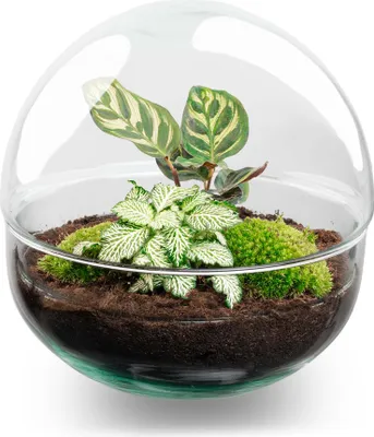 Immagine prodotto di Terrario fai da te - Cupola - ↕ 20 cm