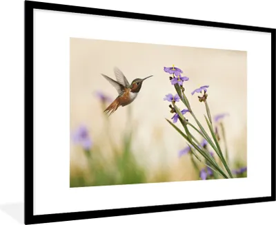 Produktbild von MuchoWow® Gerahmtes Poster Vogel - Kolibri - Blumen - Lila 90x60 cm - Poster mit Schwarzem Bilderrahmen Wandposter Rahmen Foto Bilder - Wanddekoration - Fotos