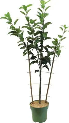 Obrázek produktu pro Jabloň podzimnína špalíru FloraSelfMalus domestica 'Elstar' květináč 5 l