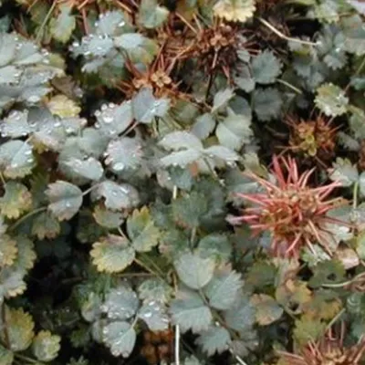 Image de 6 x Acaena buchananii - Acaena buchananii | Pot 9cm x 9cm