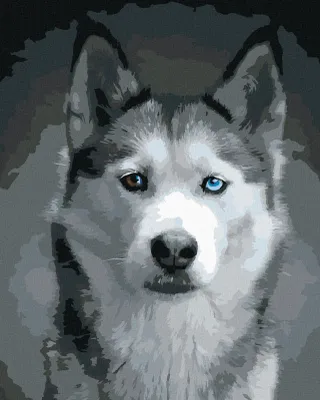 Produktbild von Zuty - Malen nach Zahlen - KOPF EINES HUSKYS, 40x50 cm, mit Keilrahmen (bereits gespannt)