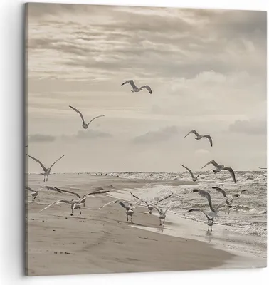 Produktbild von Bild auf Leinwand - Leinwandbild - Einteilig - Möwen Küste Boho - 50x50cm - Wand Bild - Wanddeko - Wandbilder - Leinwanddruck - Bilder - Wanddekoration - Leinwand bilder - Wandbild - AC50x50-4723