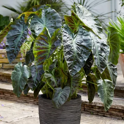 Produktbild von Colocasia esculenta Aloha - Elefantenohr - Taro  Gr. 20-22
