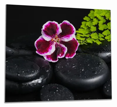 Produktbild von Wallario Herdabdeckplatte aus Glas, Größe 60 x 52 cm 1-teilig, Motiv Geranienblüte auf schwarzen Steinen, benetzt mit Wassertropfen