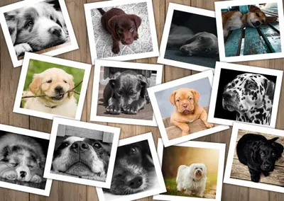 Produktbild von Grafika Puzzle Hunde - 2000 Teile - Tier Collage Jigsaw