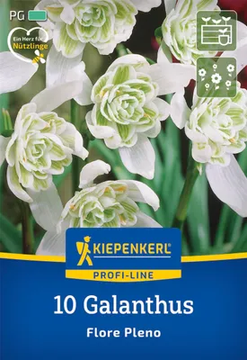 Produktbild von Kiepenkerl Profi-Line Schneeglöckchen Flore Pleno Galanthus nivalis 10 Zwiebeln