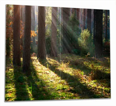 Produktbild von Wallario Herdabdeckplatte aus Glas, Größe 60 x 52 cm 2-teilig, Motiv Sonnenstrahlen im Herbstwald