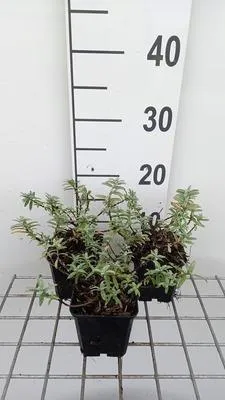 Obrázek produktu pro 6 x Helianthemum hybr. 'Fire Dragon' - Slunečnice - květináč 9 x 9 cm
