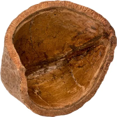 Produktbild von Casa Tingui Größe ca. 5-10cm | Magonia pubescens