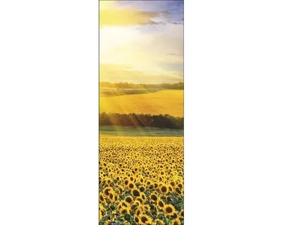 Produktbild von Glasbild Sonnenblumenfeld III GLA858 30x80 cm