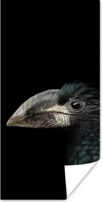 Produktbild von MuchoWow® Poster Vogel - Porträt - Hornvogel - Schwarz - Tiere 20x40 cm - Plakat - Foto