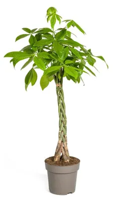 Zdjęcie produktu dla Pachira Aquatica - 130-150cm - Ø27cm - Roślina doniczkowa - Zimozielony