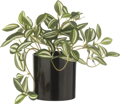 Produktbild von J-Line Tradescantia Im Topf Künstlich Grün/Weiß