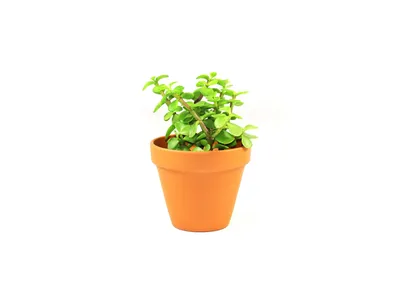 Obrázok produktu pre Gardners Portulacaria Afra variegata, priemer 8,5 cm
