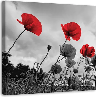 Produktbild von Leinwandbild mohnblumen auf einer wiese 30x30 cm Feeby rot wandbild bereit zum aufhängen