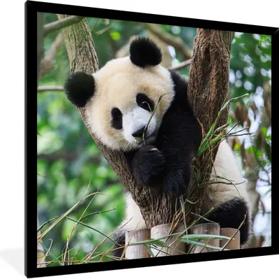 Produktbild von MuchoWow® Gerahmtes Poster Panda - Welpe - Baum 40x40 cm - Poster mit Schwarzem Bilderrahmen Wandposter Rahmen Foto Bilder - Mit Rahmen - Wanddekoration Schlafzimmer