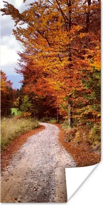 Produktbild von MuchoWow® Poster Herbst - Herbstblätter - Weg - Wald 60x120 cm - Wandschmuck