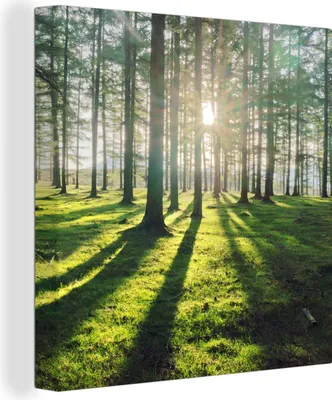 Produktbild von MuchoWow® - Leinwandbilder - Bäume - Natur - Wald, Wandbild, Wanddeko Bilder Wohnzimmer, 20x20 cm