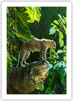 Produktbild von Poster - Poster ohne Rahmen - Dschungel Leopard Panther - 50x70 cm - Wand Bild - Wanddeko - Wandbilder - Kunstposter - Wandposter - Bilder - Kunstdruck - Wanddekoration - Wandbild - P2XPA50x70-4502