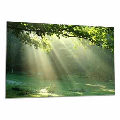 Produktbild von Wallario Herdabdeckplatte aus Glas, Größe 80 x 52 cm 1-teilig, Motiv Sonnenstrahlen im Wald
