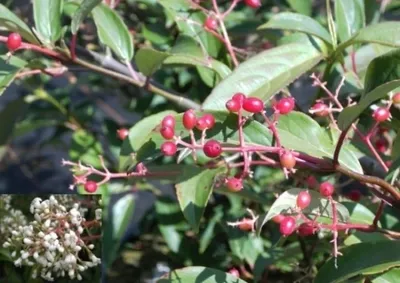 Produktbild von Schneeball Winton - Duftschneeball - Viburnum hillieri - stark duftend (40-60)