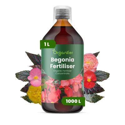 Zdjęcie produktu dla Begónia Nawóz Płynny 1 L – 2-1-8 NPK – Do Kvitnúce i Zielone Rośliny – Do Bujne Listy i Žiarivé Kwiaty – Podporuje Korzenie i Vitalitu – Organifer