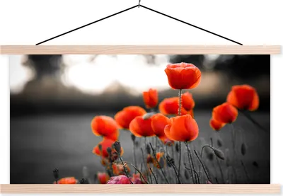 Produktbild von MuchoWow® Textilposter Rote Mohnblumen vor schwarzem und weißem Hintergrund 60x30 cm mit holzfarbenen Rahmen - Dekoration