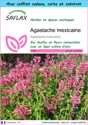 Image de SAFLAX Ensemble-cadeau - Agastache mexicaine - 50 graines - Agastache