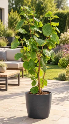 Produktbild von Haselnussstrauch – Corylus avellana – winterharte Haselnuss für Garten und Naturhecke – essbare Nüsse – 100–120 cm inkl. Topf
