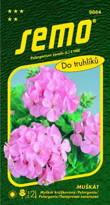 Obrázok produktu pre MUŠKÁT ružový