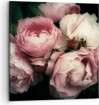 Produktbild von Bild auf Leinwand - Leinwandbild - Pfingstrose Blume - 70x70cm - Wand Bild - Wanddeko - Wandbilder - Leinwanddruck - Bilder - Kunstdruck - Wanddekoration - Leinwand bilder - Wandkunst - AC70x70-3930
