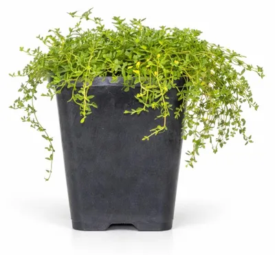 Zdjęcie produktu dla Thymus praecox „Albiflorus” – wcześnie kwitnący tymianek – doniczka 9 cm – 10–25 cm – zestaw 24 roślin