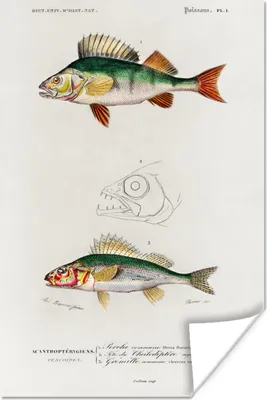 Produktbild von MuchoWow® Poster Fisch - Jahrgang - Realismus 80x120 cm - Papierdruck
