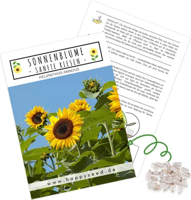 Produktbild von Farbenfrohe Sonnenblumen Samen mit hoher Keimrate - Blumensamen für einen bunten & bienenfreundlichen Garten (1x Sanfte Riesen, bis zu 3 Meter hoch!)