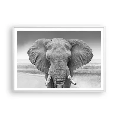 Produktbild von Gerahmtes Poster - Weißer Rahmen - Elefant Afrika Tier - 100x70 cm - Wand Bild - Wanddeko - Wandbilder - Kunstposter - Wandposter - Bilderrahmen - Bilder - Kunstdruck - P2WAA100x70-5072