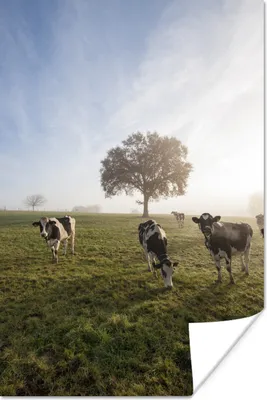 Produktbild von MuchoWow® Poster Kühe - Licht - Nebel 120x180 cm - Kunstposter