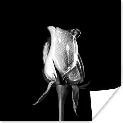 Produktbild von MuchoWow® Poster Rosen - Blumen - Schwarz - Weiß 100x100 cm - Babyzimmer