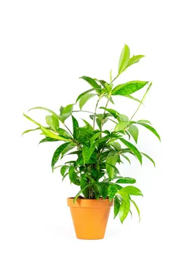 Obrázek produktu pro Gardners Dracaena surculosa, průměr 12 cm