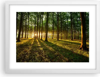 Produktbild von Gerahmtes Poster - Weißer Rahmen - Wald grün Sonnenstrahlen Natur - 40x30 cm - Wand Bild - Wanddeko - Wandbilder - Wandposter - Bilderrahmen - Bilder - Kunstdruck - Wandbild - P2WAA40x30-2510